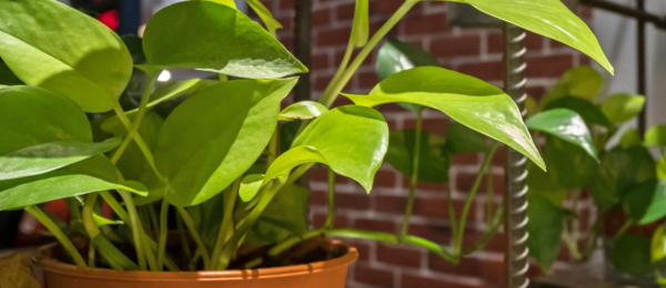 Penempatan tanaman hias di dalam ruangan untuk suasana segar